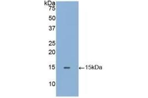 Detection of Recombinant GLa, Human using Polyclonal Antibody to Galactosidase Alpha (GLa) (GLA anticorps  (AA 1-80))