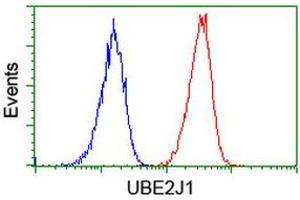 Image no. 2 for anti-Ubiquitin-Conjugating Enzyme E2, J1, U (UBE2J1) antibody (ABIN1501639) (UBE2J1 anticorps)