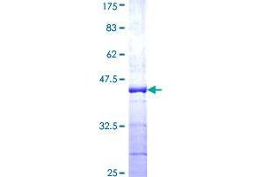 Image no. 1 for Ubiquitin A-52 Residue Ribosomal Protein Fusion Product 1 (UBA52) (AA 29-128) protein (GST tag) (ABIN1324298)