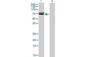 Western Blot analysis of SLC39A5 expression in transfected 293T cell line by SLC39A5 MaxPab polyclonal antibody. (SLC39A5 anticorps  (AA 1-539))