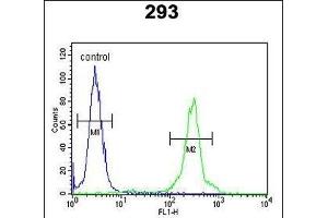 GL8D2 Antibody (N-term) (ABIN650918 and ABIN2839994) flow cytometric analysis of 293 cells (right histogram) compared to a negative control cell (left histogram). (GLT8D2 anticorps  (N-Term))