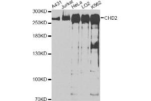 Western blot analysis of extracts of various cell lines, using CHD2 antibody (ABIN6290191) at 1:1000 dilution. (CHD2 anticorps)