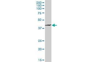 HOMER1 MaxPab rabbit polyclonal antibody. (HOMER1 anticorps  (AA 1-354))