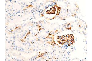 ABIN6267223 at 1/100 staining mouse kidney tissue sections by IHC-P.