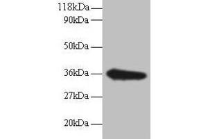Western blot All lanes: TSTA3 antibody at 2 μg/mL + EC109 whole cell lysate Secondary Goat polyclonal to rabbit IgG at 1/15000 dilution Predicted band size: 36 kDa Observed band size: 36 kDa (TSTA3 anticorps  (AA 1-314))
