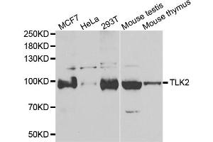 Western blot analysis of extracts of various cell lines, using TLK2 antibody (ABIN5974098) at 1/1000 dilution. (TLK2 anticorps)