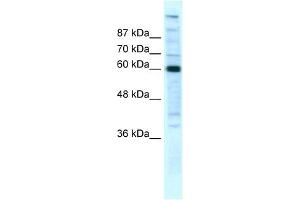 POLR2B antibody (20R-1076) used at 5 ug/ml to detect target protein. (POLR2B anticorps  (N-Term))