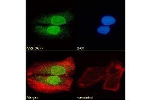(ABIN185551) Immunofluorescence analysis of paraformaldehyde fixed U2OS cells, permeabilized with 0. (OGFR anticorps  (C-Term))