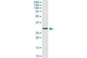 IFNA2 monoclonal antibody (M07), clone 1C8. (IFNA2 anticorps  (AA 24-188))