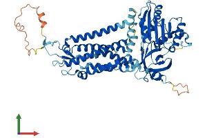 AlphaFold protein structure predicition of Mouse Recombinant Nox4 Protein, UniprotID Q9JHI8