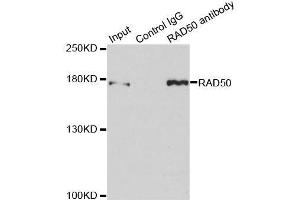 Immunoprecipitation analysis of 150ug extracts of MCF7 cells using 3ug RAD50 antibody. (RAD50 anticorps  (AA 1-100))