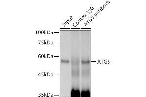 Immunoprecipitation analysis of 300 μg extracts of 293T cells using 3 μg  antibody (ABIN7265710). (ATG5 anticorps)