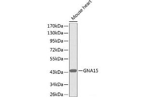 Western blot analysis of extracts of Mouse heart using GNA15 Polyclonal Antibody. (GNA15 anticorps)