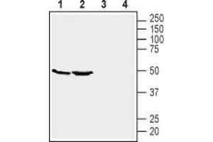 Western blot analysis of mouse kidney (lanes 1 and 3) and brain (lanes 2 and 4) lysates: - 1,2 Anti-GPR39 (extracellular) Antibody (ABIN7043159, ABIN7044429 and ABIN7044430), (1:200). (GPR39 anticorps  (3rd Extracellular Loop))