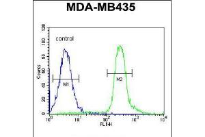 Flow cytometric analysis of MDA-MB435 cells (right histogram) compared to a negative control cell (left histogram). (VPS52 anticorps  (C-Term))