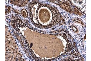 IHC-P Image XBP1 antibody [N3C3] detects XBP1 protein at nucleus in rat ovary by immunohistochemical analysis. (XBP1 anticorps)