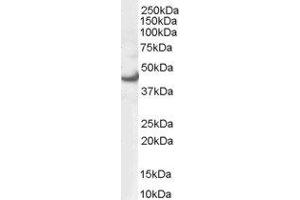 ABIN2562467 (0. (ERK1 anticorps  (N-Term))