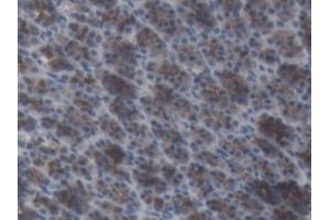 Detection of AGT in Rat Stomach Tissue using Monoclonal Antibody to Angiotensinogen (AGT)