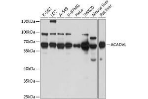Western blot analysis of extracts of various cell lines, using ACADVL antibody  at 1:1000 dilution. (ACADVL anticorps  (AA 1-140))