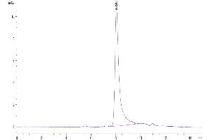 The purity of Biotinylated Oncostatin M is greater than 95 % as determined by SEC-HPLC.