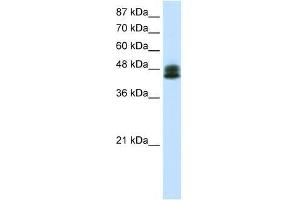 ZNF785 antibody used at 0. (ZNF785 anticorps  (C-Term))