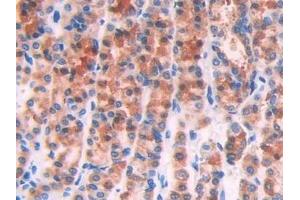 Detection of IL1R1 in Rat Stomach Tissue using Polyclonal Antibody to Interleukin 1 Receptor Type I (IL1R1)