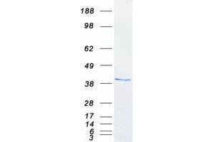 Validation with Western Blot
