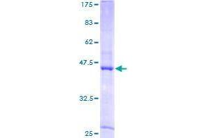 Image no. 1 for Peptidyl-tRNA Hydrolase 2 (PTRH2) (AA 1-179) protein (GST tag) (ABIN1316893)