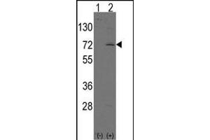 Western blot analysis of LINGO1 (arrow) using rabbit polyclonal LINGO1 Antibody (N-term) (ABIN391440 and ABIN2841427).