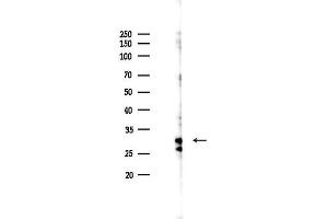 Western blot analysis of lysates from K562 cells(heat-shock 45 min treatment), using Phospho-14-3-3 zeta (Ser58) Antibody at 1/1000 dilution.