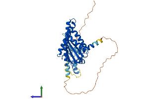 AlphaFold protein structure predicition of Mouse Recombinant Necab1 Protein, UniprotID Q8BG18