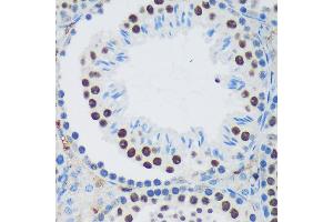 Immunohistochemistry of paraffin-embedded Mouse testis using PSPC1 Rabbit pAb (ABIN6132925, ABIN6146363, ABIN6146364 and ABIN6224928) at dilution of 1:100 (40x lens). (PSPC1 anticorps  (AA 1-70))