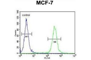 Flow cytometric analysis of MCF-7 cells (right histogram) compared to a negative control cell (left histogram) using NKPD1  Antibody (C-term), followed by FITC-conjugated goat-anti-rabbit secondary antibodies. (NKPD1 anticorps  (C-Term))