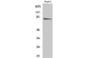 Western Blotting (WB) image for anti-Myristoylated Alanine-Rich Protein Kinase C Substrate (MARCKS) (Ser782) antibody (ABIN3180160) (MARCKS anticorps  (Ser782))