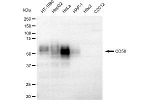 Western blotting analysis using CD58 antibody (ABIN7797977). (Recombinant CD58 anticorps)