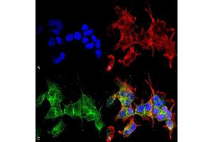 Immunocytochemistry/Immunofluorescence analysis using Mouse Anti-Ankyrin G Monoclonal Antibody, Clone S106-20 . (Ankyrin G anticorps  (C-Term) (Atto 390))