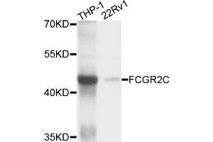 Western blot analysis of extracts of THP-1 and 22Rv1 cells, using FCGR2C antibody. (FCGR2C anticorps)
