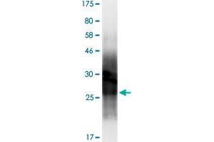 Image no. 2 for Programmed Cell Death 1 (PDCD1) (AA 22-170) protein (His-DYKDDDDK-Strep II Tag) (ABIN1314404)