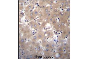 SIX5 Antibody (Center) (ABIN656668 and ABIN2845908) immunohistochemistry analysis in formalin fixed and paraffin embedded human liver tissue followed by peroxidase conjugation of the secondary antibody and DAB staining. (Six5 anticorps  (AA 257-286))