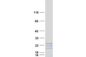 Validation with Western Blot (MYL7 Protein (Myc-DYKDDDDK Tag))