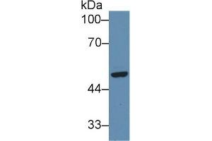 Detection of SFRP4 in Human Hela cell lysate using Polyclonal Antibody to Secreted Frizzled Related Protein 4 (SFRP4) (SFRP4 anticorps  (AA 265-346))