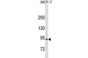 Western Blotting (WB) image for anti-Engulfment and Cell Motility 3 (ELMO3) antibody (ABIN2999682) (ELMO3 anticorps)