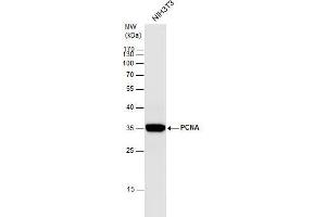 WB Image PCNA antibody detects PCNA protein by western blot analysis. (PCNA anticorps)