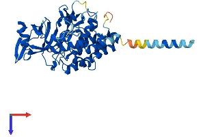 AlphaFold protein structure predicition of Human Recombinant FAM20B Protein, UniprotID O75063