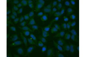 IF analysis of Thioredoxin 2/TXN2 using anti-Thioredoxin 2/TXN2 antibody (ABIN7602149). (TXN2 anticorps  (AA 60-166))