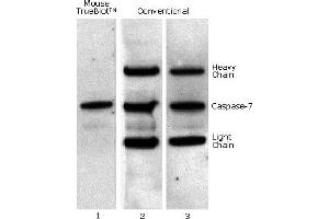 Mouse TrueBlot® IP / Western Blot: Caspase 7 was immunoprecipitated from 0. (Souris TrueBlot® Anti-Souris Ig Biotin)