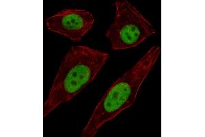 Fluorescent image of A549 cell stained with TFD Antibody (C-term) (ABIN1537108 and ABIN2849445). (TFAP2D anticorps  (C-Term))