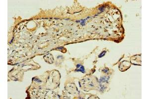 Immunohistochemistry of paraffin-embedded human placenta tissue using ABIN7165279 at dilution of 1:100