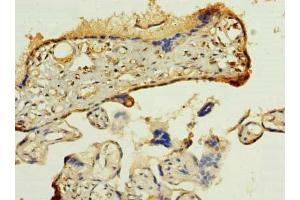 Immunohistochemistry of paraffin-embedded human placenta tissue using ABIN7165279 at dilution of 1:100 (PDIA5 anticorps  (AA 22-262))