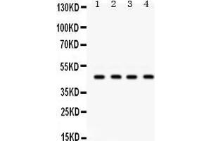 Western Blotting (WB) image for anti-Gap Junction Protein, gamma 2, 47kDa (GJC2) (AA 336-368), (C-Term) antibody (ABIN3042425) (GJC2 anticorps  (C-Term))